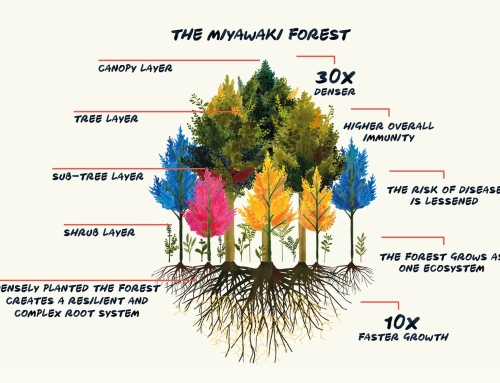 Miyawaki forests can be helpful in reducing smog in Lahore.